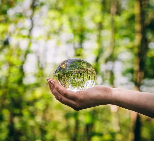 Glass sphere in forest